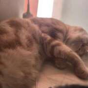 ヒメ日記 2025/07/27 03:00 投稿 なう 素人系イメージSOAP彼女感大宮館