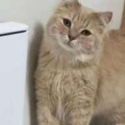 ヒメ日記 2025/08/16 02:27 投稿 なう 素人系イメージSOAP彼女感大宮館