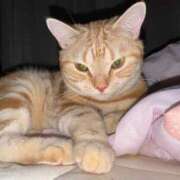 ヒメ日記 2025/08/19 02:33 投稿 なう 素人系イメージSOAP彼女感大宮館