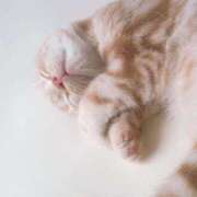 ヒメ日記 2025/09/12 01:28 投稿 なう 素人系イメージSOAP彼女感大宮館