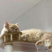 ヒメ日記 2025/10/10 02:56 投稿 なう 素人系イメージSOAP彼女感大宮館