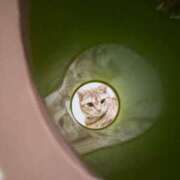 ヒメ日記 2026/02/01 00:43 投稿 なう 素人系イメージSOAP彼女感大宮館