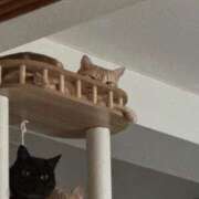 ヒメ日記 2026/02/12 23:08 投稿 なう 素人系イメージSOAP彼女感大宮館