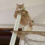 ヒメ日記 2026/02/16 22:34 投稿 なう 素人系イメージSOAP彼女感大宮館