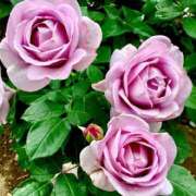 ヒメ日記 2025/05/10 11:20 投稿 はる 完熟ばなな 上野店