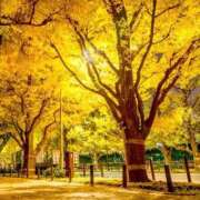 ヒメ日記 2025/11/20 11:44 投稿 はる 完熟ばなな 上野店