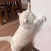 ヒメ日記 2025/06/29 00:21 投稿 あやせ ポッキリ学園 ～モテモテハーレムごっこ～