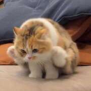 ヒメ日記 2025/07/01 10:21 投稿 あやせ ポッキリ学園 ～モテモテハーレムごっこ～