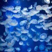 ヒメ日記 2025/07/08 09:02 投稿 あやせ ポッキリ学園 ～モテモテハーレムごっこ～