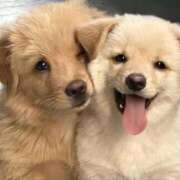 ヒメ日記 2025/07/29 00:21 投稿 あやせ ポッキリ学園 ～モテモテハーレムごっこ～