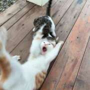 ヒメ日記 2025/08/31 18:28 投稿 あやせ ポッキリ学園 ～モテモテハーレムごっこ～