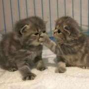 ヒメ日記 2025/10/15 00:21 投稿 あやせ ポッキリ学園 ～モテモテハーレムごっこ～