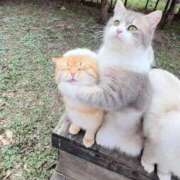 ヒメ日記 2025/10/21 23:01 投稿 あやせ ポッキリ学園 ～モテモテハーレムごっこ～