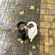 ヒメ日記 2025/11/17 01:11 投稿 あやせ ポッキリ学園 ～モテモテハーレムごっこ～