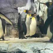 ヒメ日記 2026/01/03 21:01 投稿 あやせ ポッキリ学園 ～モテモテハーレムごっこ～