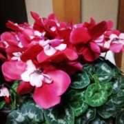 ヒメ日記 2025/01/02 21:50 投稿 みずき 池袋で熟女の風俗 マダムいやーん