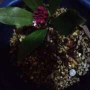 ヒメ日記 2025/03/14 20:25 投稿 みずき 池袋で熟女の風俗 マダムいやーん