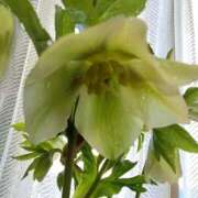 ヒメ日記 2025/03/17 08:10 投稿 みずき 池袋で熟女の風俗 マダムいやーん