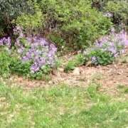 ヒメ日記 2025/04/01 08:29 投稿 みずき 池袋で熟女の風俗 マダムいやーん