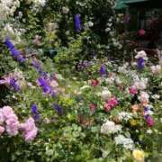 ヒメ日記 2025/04/26 11:12 投稿 みずき 池袋で熟女の風俗 マダムいやーん