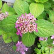 ヒメ日記 2025/05/28 08:34 投稿 みずき 池袋で熟女の風俗 マダムいやーん