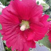 ヒメ日記 2025/05/30 11:13 投稿 みずき 池袋で熟女の風俗 マダムいやーん