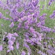 ヒメ日記 2025/06/05 22:48 投稿 みずき 池袋で熟女の風俗 マダムいやーん