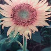 ヒメ日記 2025/07/02 20:33 投稿 みずき 池袋で熟女の風俗 マダムいやーん