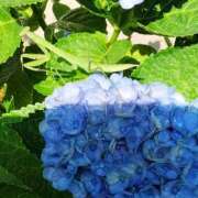 ヒメ日記 2025/07/08 10:11 投稿 みずき 池袋で熟女の風俗 マダムいやーん