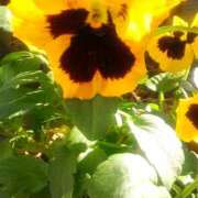 ヒメ日記 2025/10/12 22:02 投稿 みずき 池袋で熟女の風俗 マダムいやーん