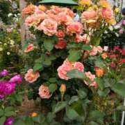 ヒメ日記 2026/02/19 10:13 投稿 みずき 池袋で熟女の風俗 マダムいやーん