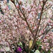 ヒメ日記 2026/02/23 09:33 投稿 みずき 池袋で熟女の風俗 マダムいやーん