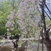 ヒメ日記 2025/04/09 10:12 投稿 もな 錦糸町ミセスアロマ（ユメオト）