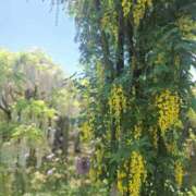 ヒメ日記 2025/05/05 08:22 投稿 もな 錦糸町ミセスアロマ（ユメオト）