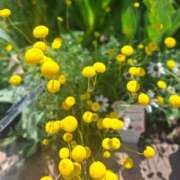 ヒメ日記 2025/05/06 09:33 投稿 もな 錦糸町ミセスアロマ（ユメオト）