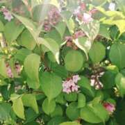 ヒメ日記 2025/05/07 00:28 投稿 もな 錦糸町ミセスアロマ（ユメオト）