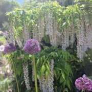 ヒメ日記 2025/05/07 10:11 投稿 もな 錦糸町ミセスアロマ（ユメオト）