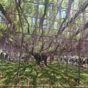 ヒメ日記 2025/05/07 23:53 投稿 もな 錦糸町ミセスアロマ（ユメオト）