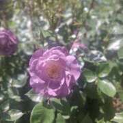 ヒメ日記 2025/05/08 10:59 投稿 もな 錦糸町ミセスアロマ（ユメオト）