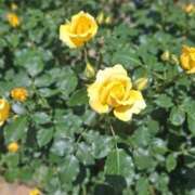 ヒメ日記 2025/05/09 06:25 投稿 もな 錦糸町ミセスアロマ（ユメオト）