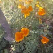 ヒメ日記 2025/05/09 12:52 投稿 もな 錦糸町ミセスアロマ（ユメオト）