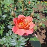 ヒメ日記 2025/05/11 09:55 投稿 もな 錦糸町ミセスアロマ（ユメオト）