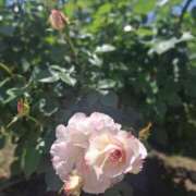 ヒメ日記 2025/05/11 10:01 投稿 もな 錦糸町ミセスアロマ（ユメオト）