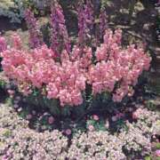 ヒメ日記 2025/05/12 09:47 投稿 もな 錦糸町ミセスアロマ（ユメオト）