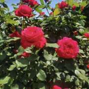 ヒメ日記 2025/05/24 02:17 投稿 もな 錦糸町ミセスアロマ（ユメオト）