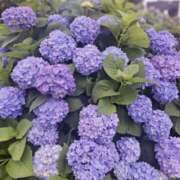 ヒメ日記 2025/05/27 16:46 投稿 もな 錦糸町ミセスアロマ（ユメオト）