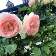 ヒメ日記 2025/05/29 01:03 投稿 もな 錦糸町ミセスアロマ（ユメオト）