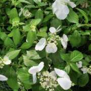 ヒメ日記 2025/05/30 00:36 投稿 もな 錦糸町ミセスアロマ（ユメオト）