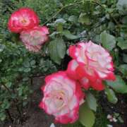 ヒメ日記 2025/05/30 10:22 投稿 もな 錦糸町ミセスアロマ（ユメオト）