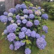 ヒメ日記 2025/05/31 10:41 投稿 もな 錦糸町ミセスアロマ（ユメオト）